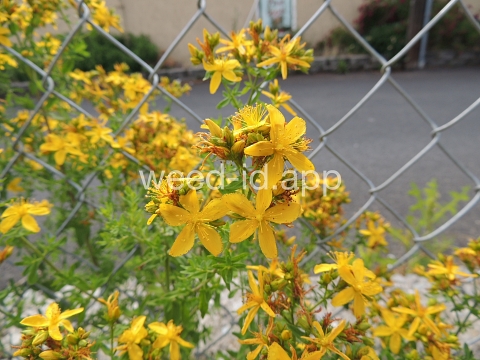 St. Johnswort, common